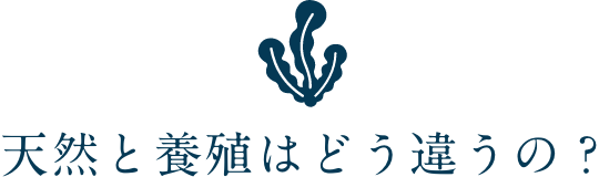 天然と養殖はどう違うの？