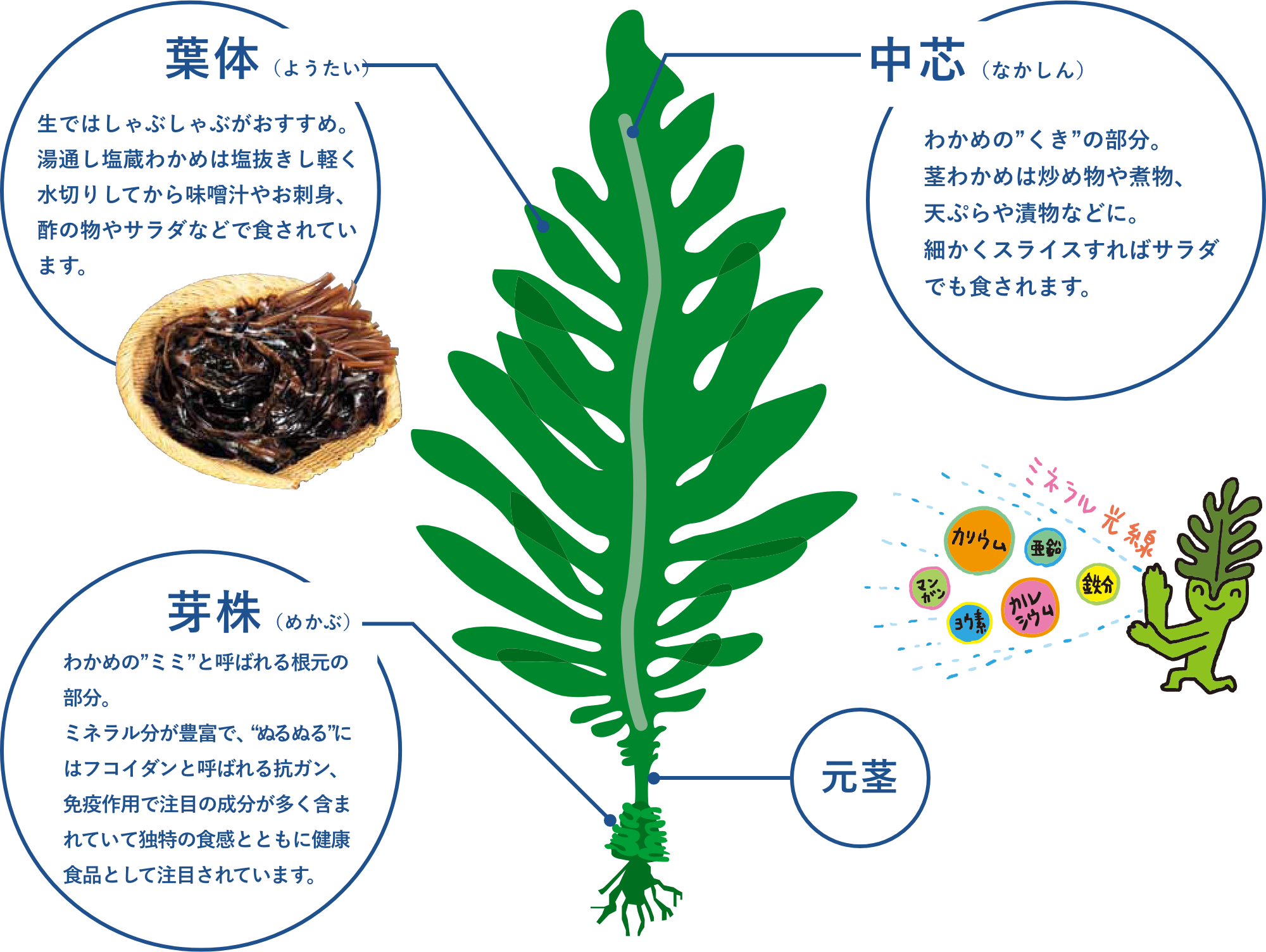 わかめやこんぶはミネラルたっぷりの海の恵み 重茂の極上海産物 重茂漁業協同組合